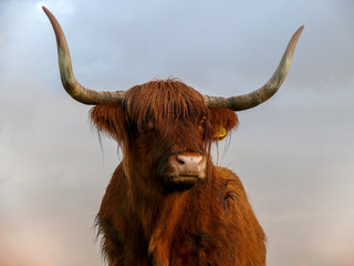 Portrait of a brown, Scottish Highland Cattle, cow with wavy hair and long horns.