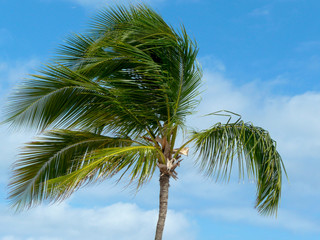 Fototapeta premium Palm tree moved by the wind on the background of the sky and clouds