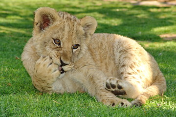 Löwen Baby