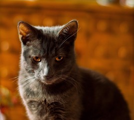 chat gris 