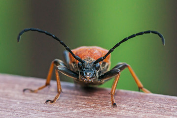 Gemeiner Bockkäfer Rothalsbock
