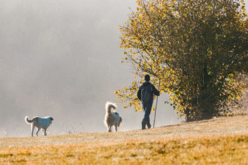 Naklejka premium shepherd walking on the field