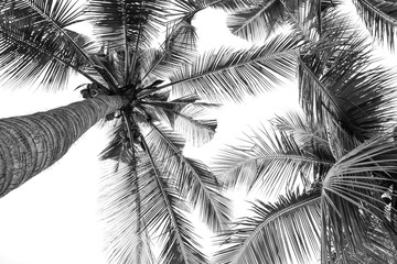 Fototapety  piękna palma - monochromatyczna