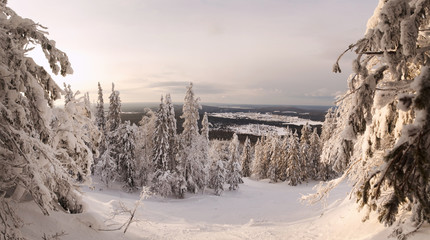 Mighty snow forest on the mountain 