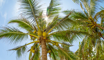 Fototapeta premium Coconut palms in the sun.