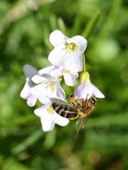 Honey bee Apis mellifera collecting pollen in a cuckooflower