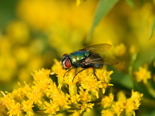 Common green bottle fly Lucilia cericata on yellow flower