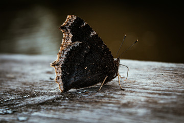 butterfly on a rock