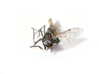 Haematopota horse-fly cleg dead isolated on white background