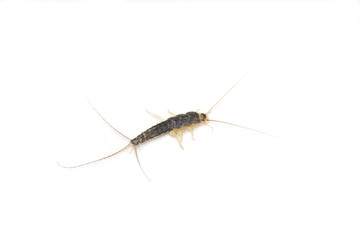 Closeup of long tailed gray silverfish Ctenolepisma longicaudata isolated on white background