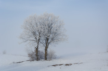 Tree is in fog in winter