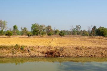 Fototapeta na wymiar Field after harvest in Thailand