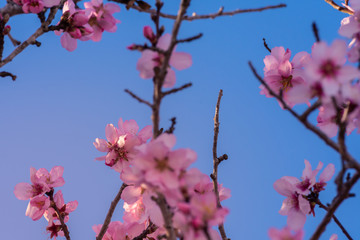 Beautiful nature scene. Spring almond flowers. Perfect and beautiful abstract almond flowers background. Springtime at field in Valencia