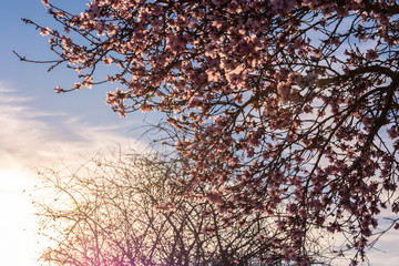 Spring blossom background. Beautiful nature scene with blooming tree and sun flare. Sunny day. Spring flowers. Beautiful Orchard. Abstract almond flowers background. Springtime