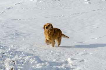 Golden retriever dog is running in winter.