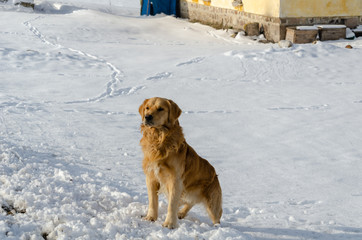 Golden retriever dog is sitting on snow in winter.