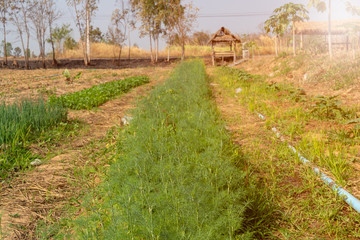 Coriander and onion plantations in Thailand