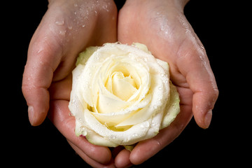 Girl's hands holding wet white rose