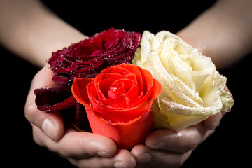 Girl's hands holding three colorful wet rose heads