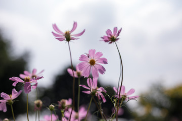 Fototapeta premium Pink sulfur cosmos 