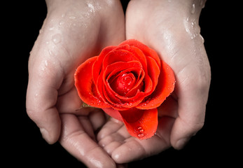 Girl's palms holding wet ruby-red rose