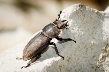 Balkenschröter Weibchen