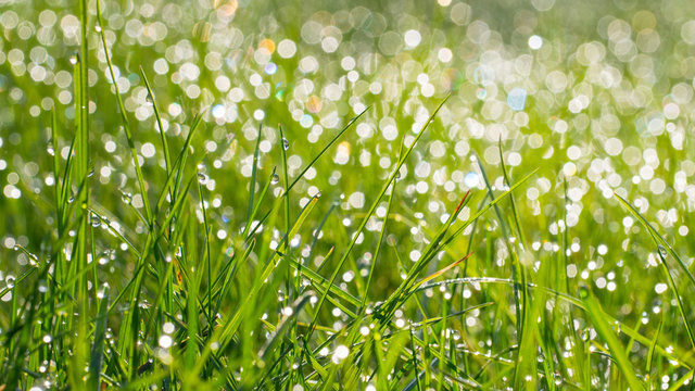 .Fresh green grass with water drops on background of sunlight. Soft focus. Long width banner