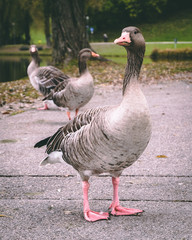 Gans Ente 