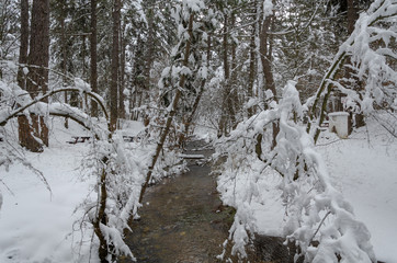 Wonderful winter landscape.The creek and trees are covered with snow.