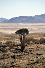 Wüstenlandschaft Namibia