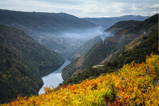 Slopes of the river covered with vineyards and native deciduous forest