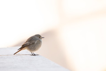 Female Black Redstart (Phoenicurus Ochruros), a common bird in the city gardens and parks. Highly decorative and design suitable image.