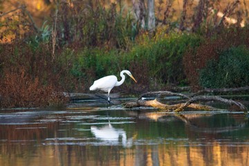 Amazing white egret in natural environment, Danubian wetland, Slovakia, Europe