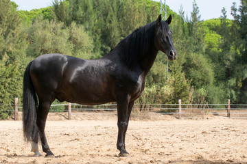 Semental de caballo español de color negro