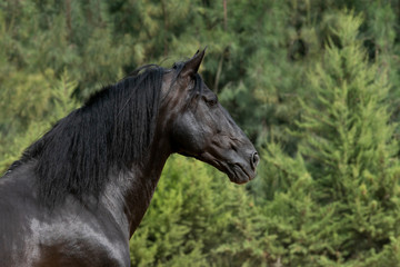 Fototapeta na wymiar Semental de caballo español de color negro