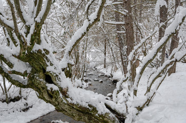 Wonderful winter landscape.The creek and trees are covered with snow.