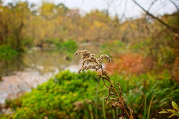 close-up of autumn wild plants on forest, Slovakia, Europe