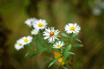 Close-up of wild chamomile in deep forest, Slovakia, Europe