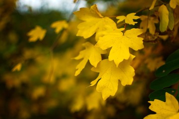 close-up of autumn wild plants on forest, Slovakia, Europe