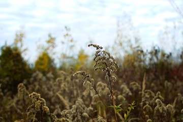 close-up of autumn wild plants on forest, Slovakia, Europe