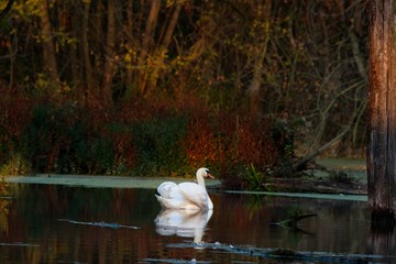 Amazing white swan in natural environment, Danubian wetland, Slovakia, Europe © Tom