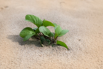 The small plant on the beach,blurry light around,beauty by nature