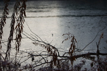 Fototapeta premium 団地の池