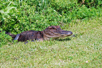 Young Alligator in Everglades N.P.
