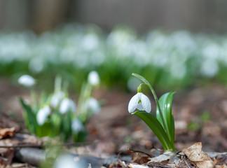Beautifull first flowers snowdrops in spring forest