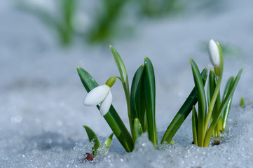 Beautifull snowdrop flower growing in snow in early spring forest