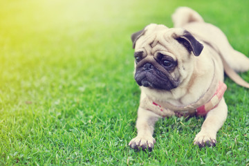 Lonely cute brown Pug lie down on green lawn