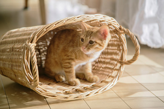 カゴに入っている子猫