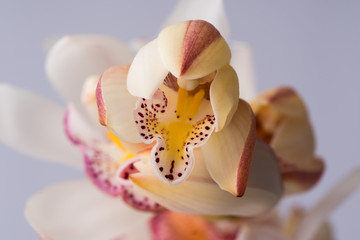 Cymbidium orchid