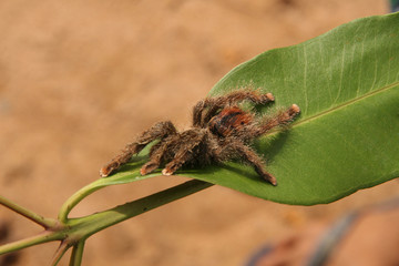 Bird-spider on leaf